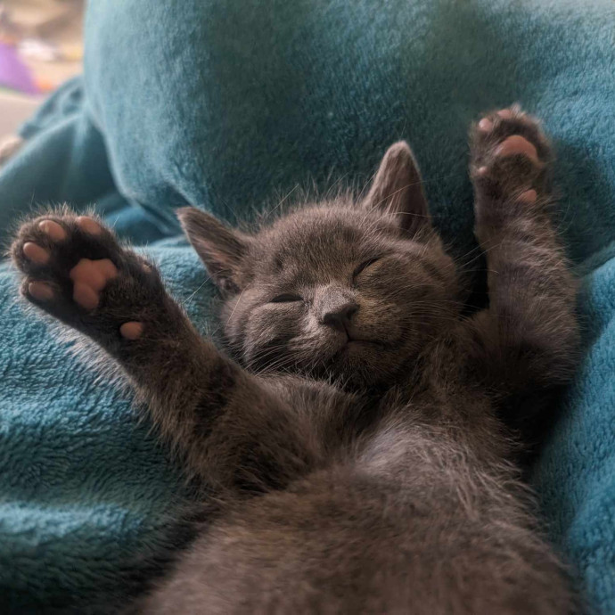 Experienced Foster And Cat Sitter