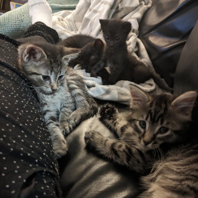 Experienced Foster And Cat Sitter