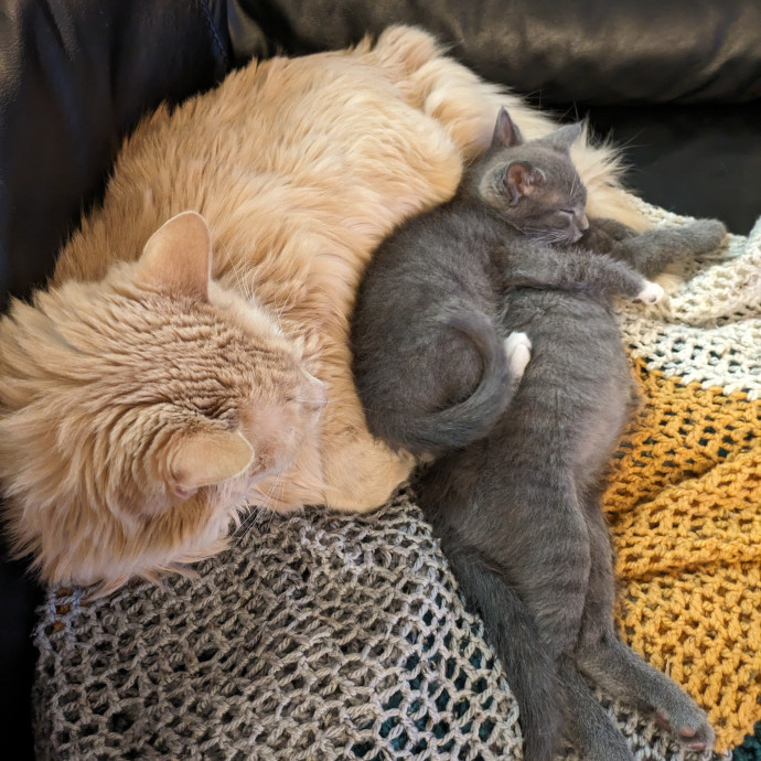Experienced Foster And Cat Sitter photo 2