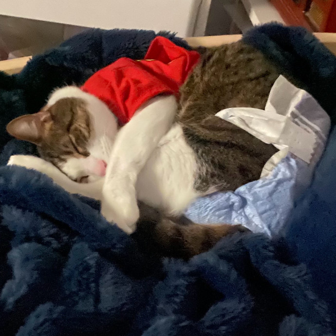 Tampa's Cat Butler - Kaitlyn