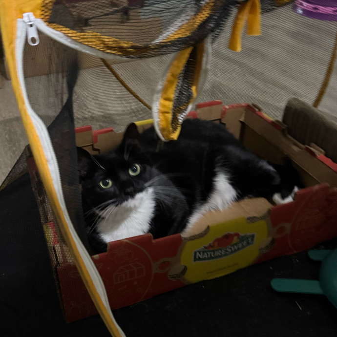 Tampa's Cat Butler - Kaitlyn