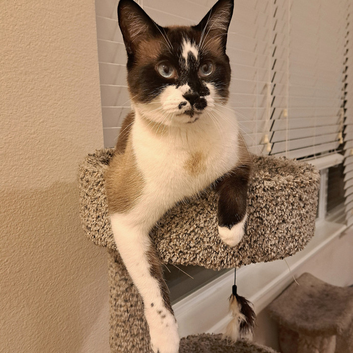 Toby's Cat Sitting From The Heart