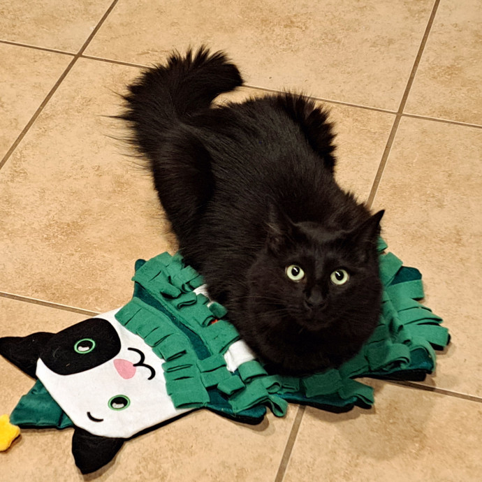 Toby's Cat Sitting From The Heart photo 3