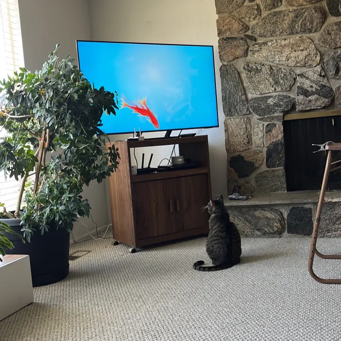 Kacee's Purrfect Cat Sitting