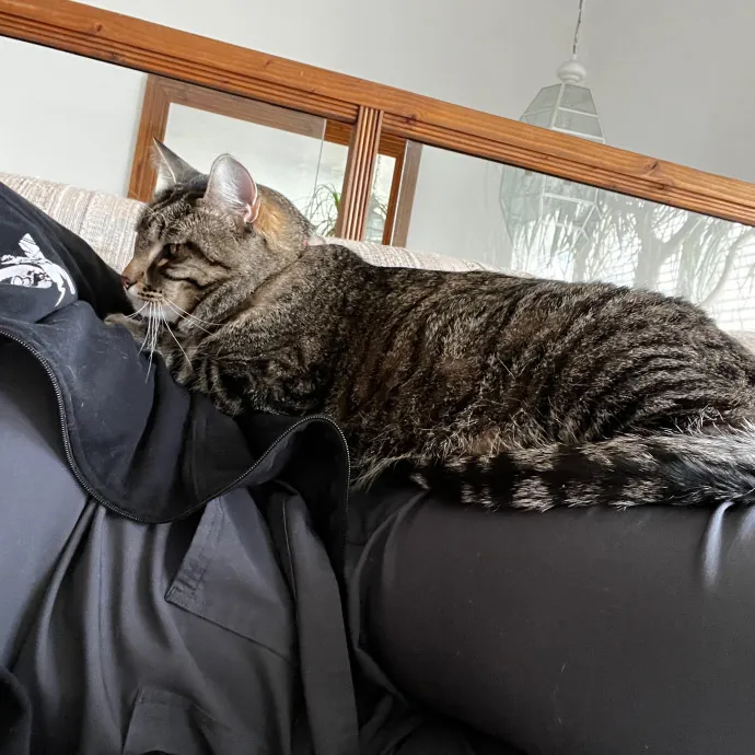 Kacee's Purrfect Cat Sitting