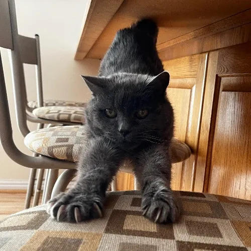 Kacee's Purrfect Cat Sitting