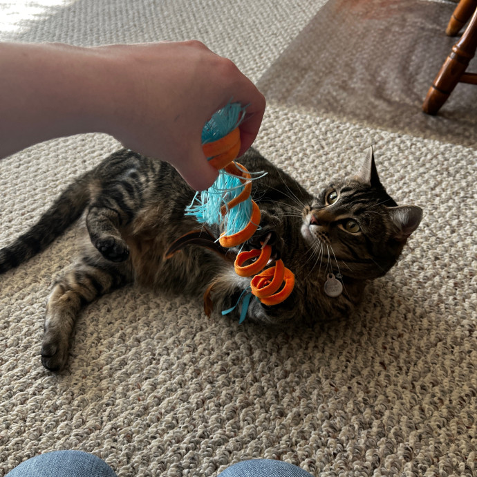 Kacee's Purrfect Cat Sitting