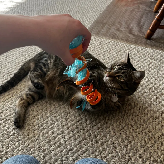 Kacee's Purrfect Cat Sitting