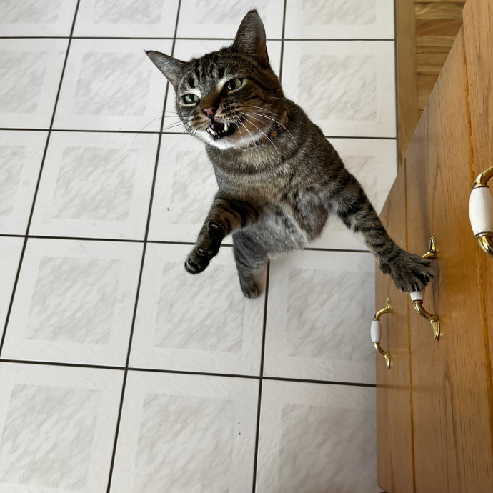 Kacee's Purrfect Cat Sitting