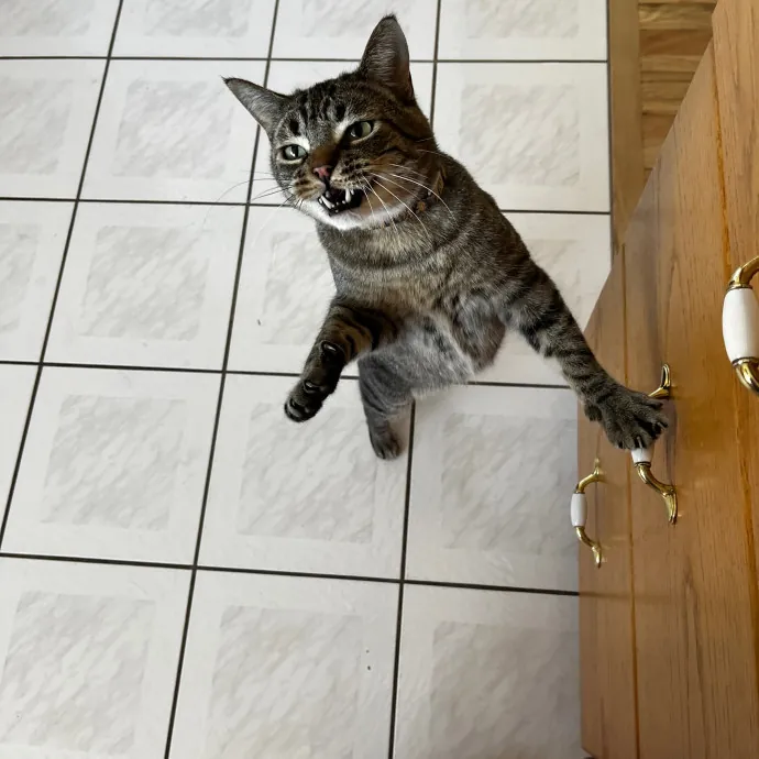 Kacee's Purrfect Cat Sitting