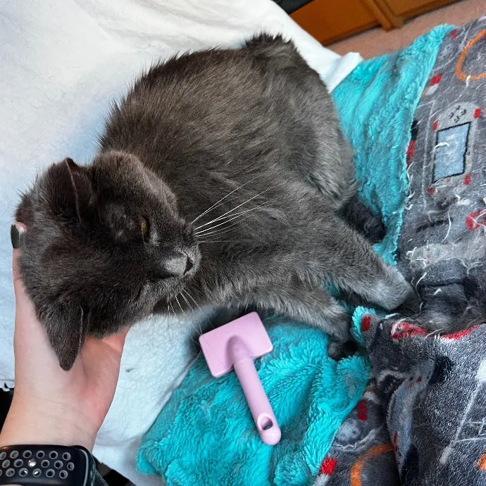 Kacee's Purrfect Cat Sitting