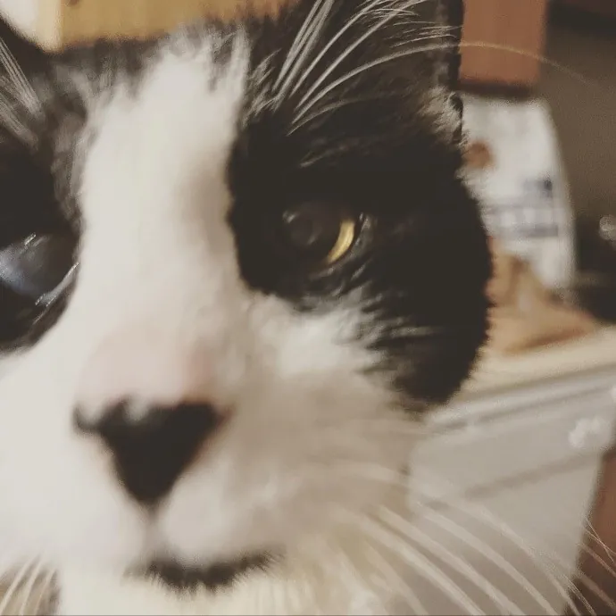 Kacee's Purrfect Cat Sitting