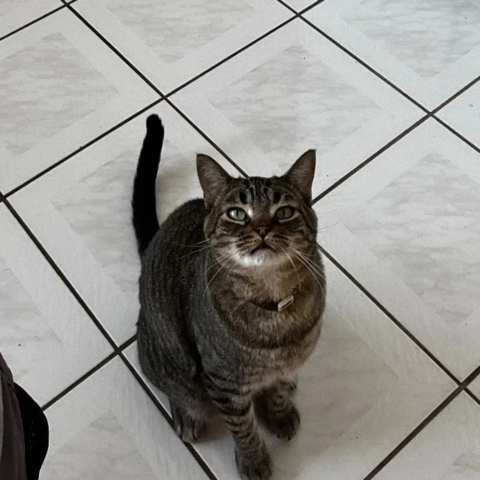 Kacee's Purrfect Cat Sitting