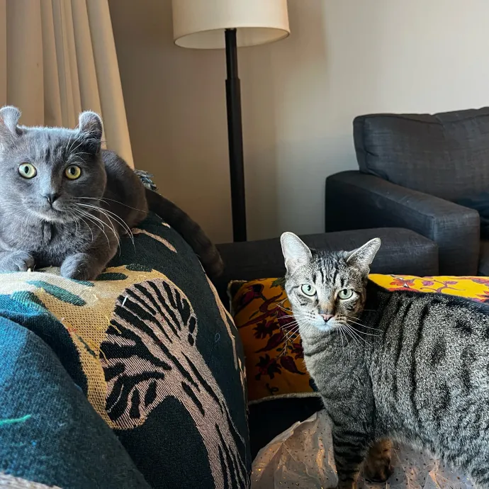 Kacee's Purrfect Cat Sitting