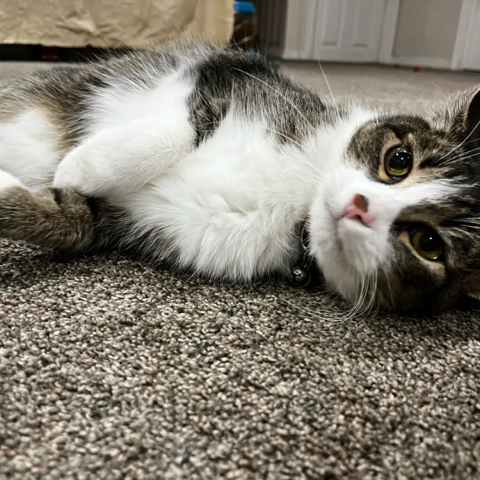 Kacee's Purrfect Cat Sitting