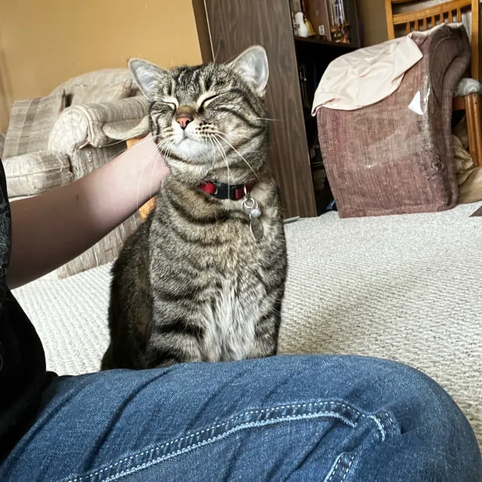 Kacee's Purrfect Cat Sitting