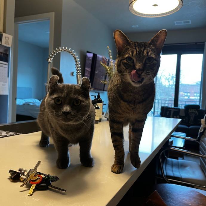 Kacee's Purrfect Cat Sitting