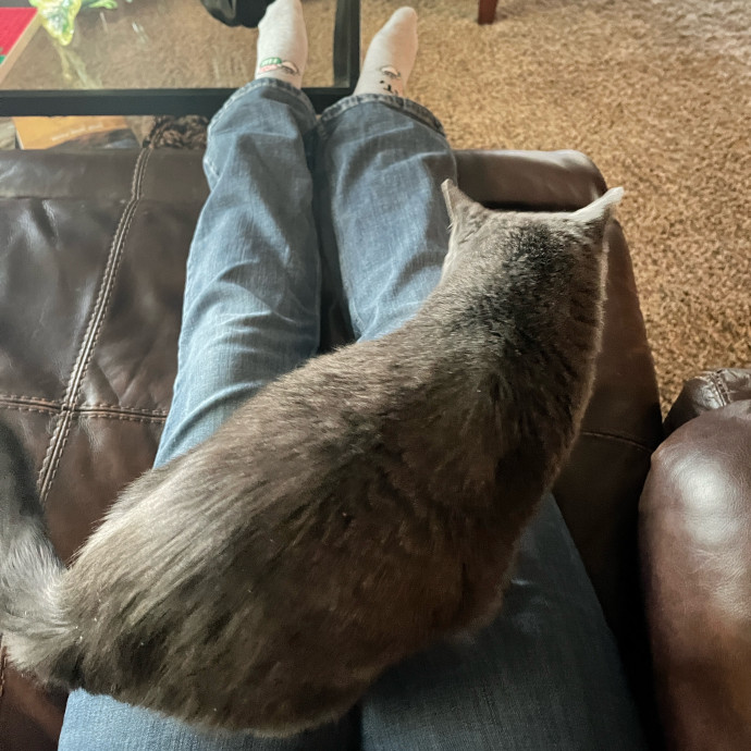 Kacee's Purrfect Cat Sitting