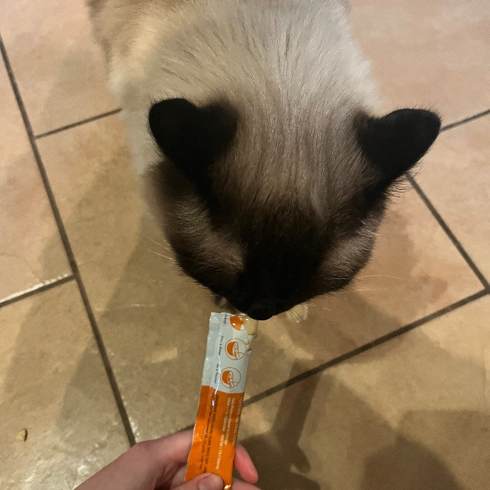 Kacee's Purrfect Cat Sitting