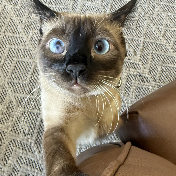 Kacee's Purrfect Cat Sitting