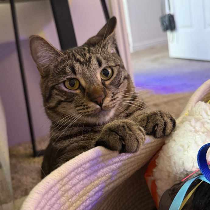 Kacee's Purrfect Cat Sitting photo 2