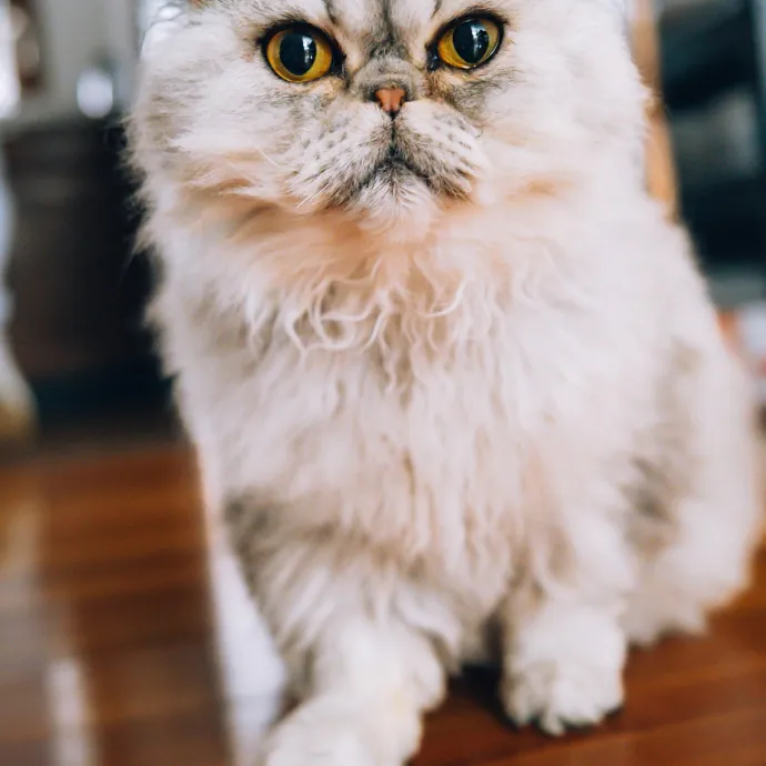 Sarosha H.