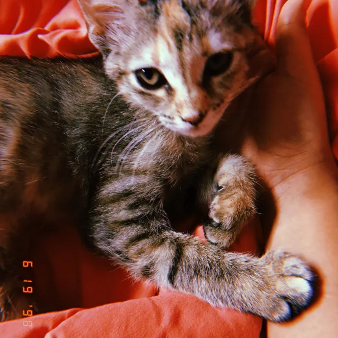 Sarosha H.
