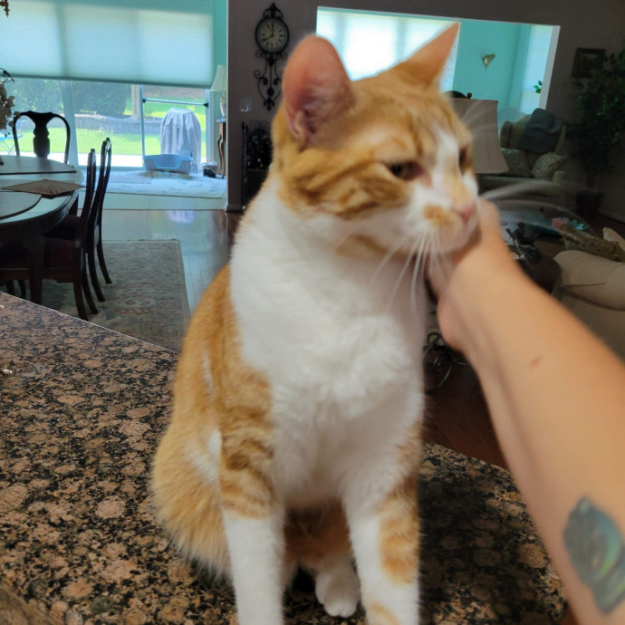 Must Love Cats