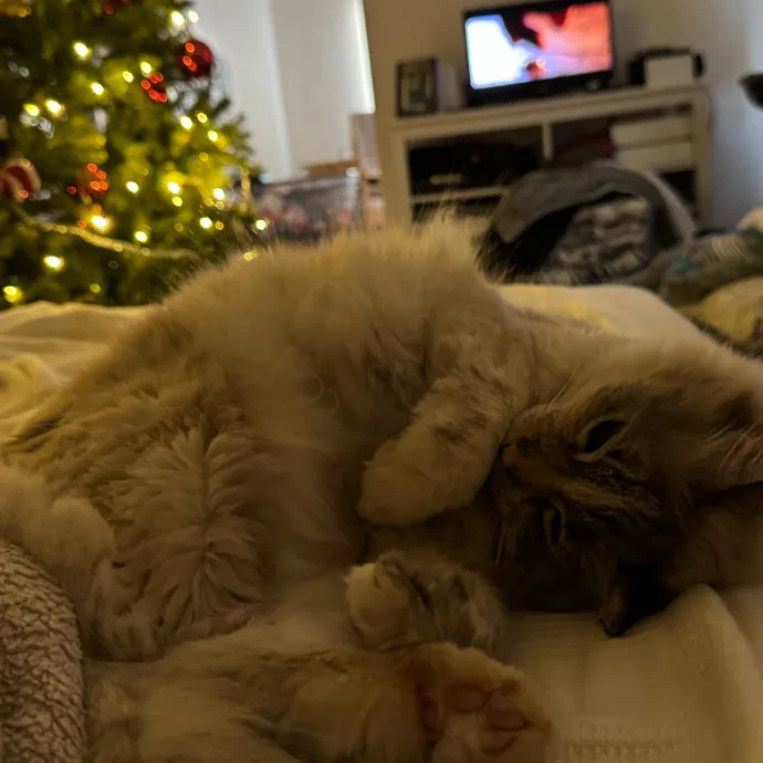 Your Cat's New Favorite Person