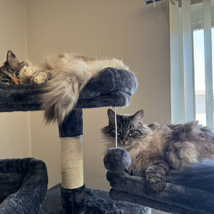 Your Cat's New Favorite Person