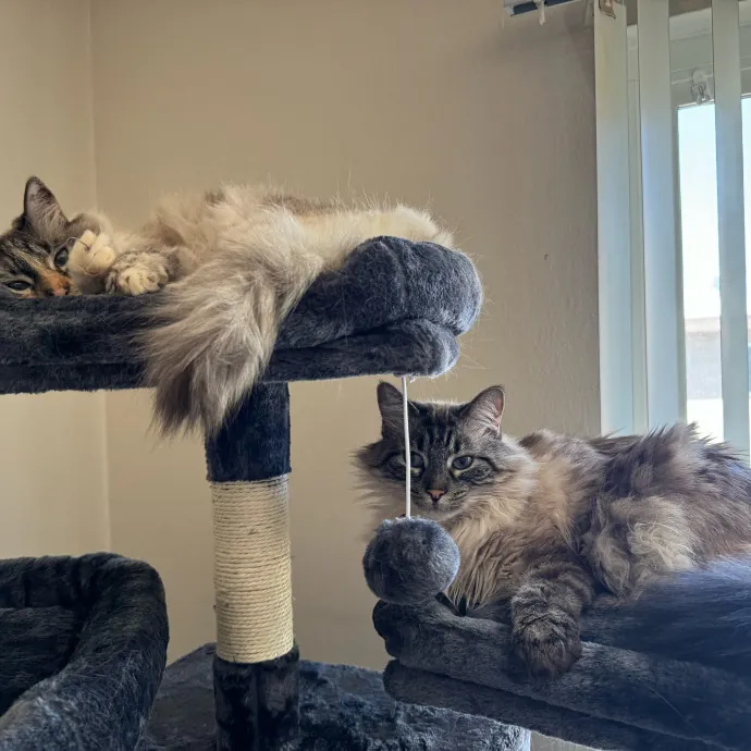 Your Cat's New Favorite Person