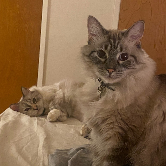 Your Cat's New Favorite Person