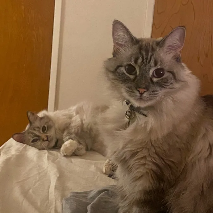 Your Cat's New Favorite Person