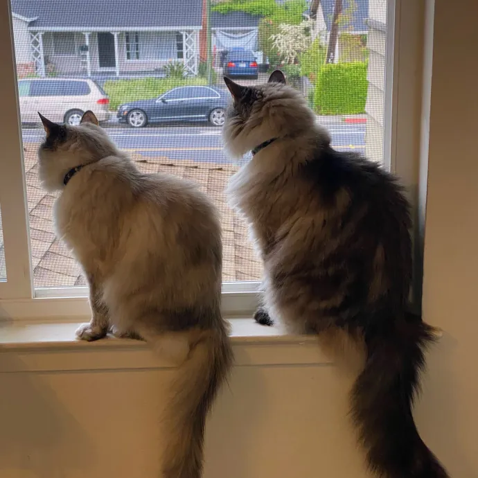 Your Cat's New Favorite Person