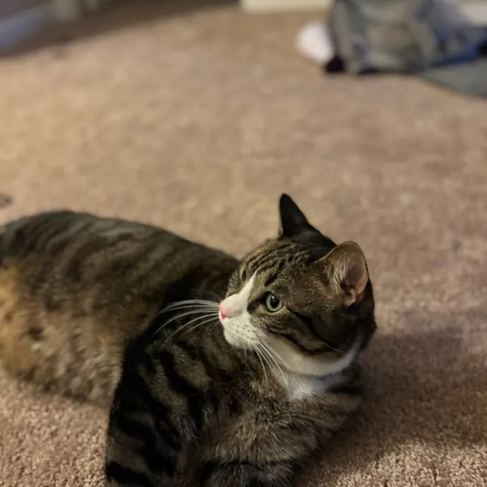 Your Cat's New Favorite Person