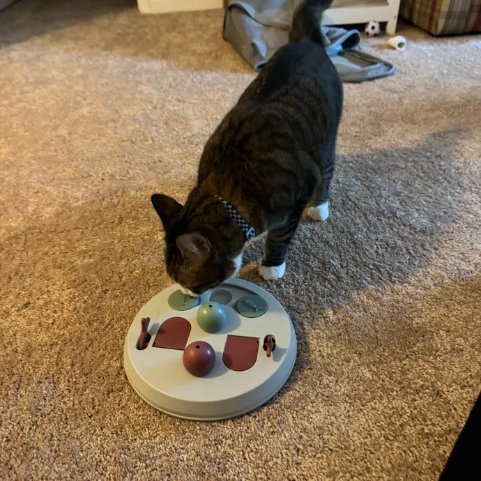 Your Cat's New Favorite Person