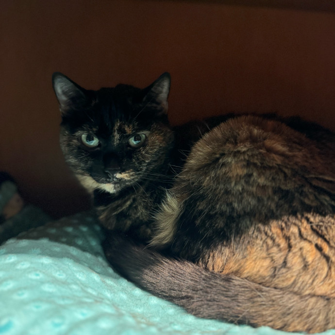 Your Cat's New Favorite Person