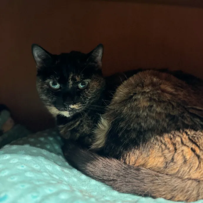 Your Cat's New Favorite Person