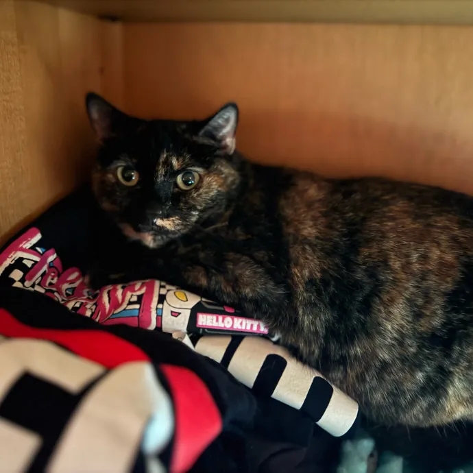 Your Cat's New Favorite Person