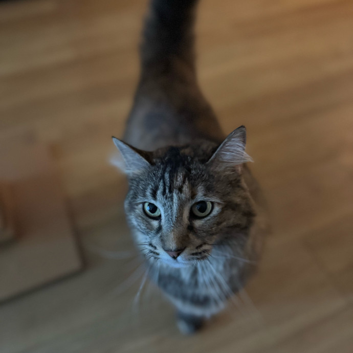Your Cat's New Favorite Person