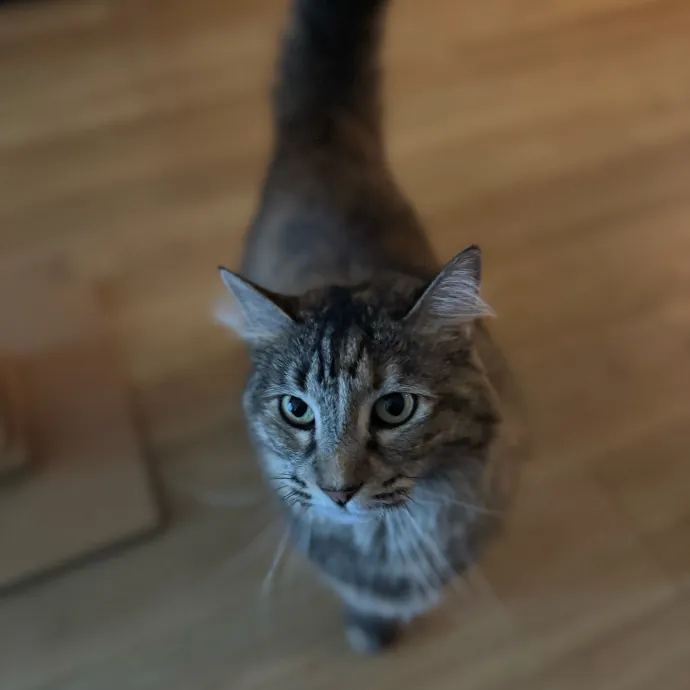 Your Cat's New Favorite Person