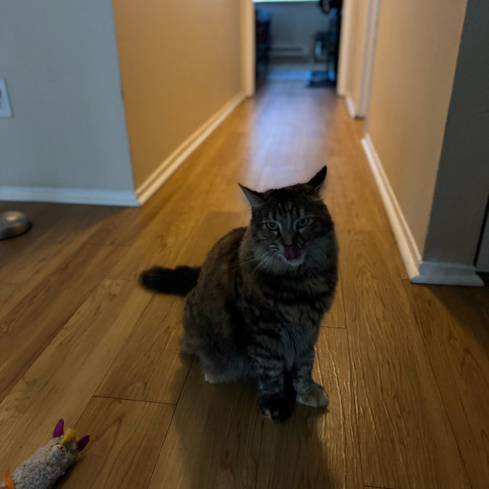 Your Cat's New Favorite Person