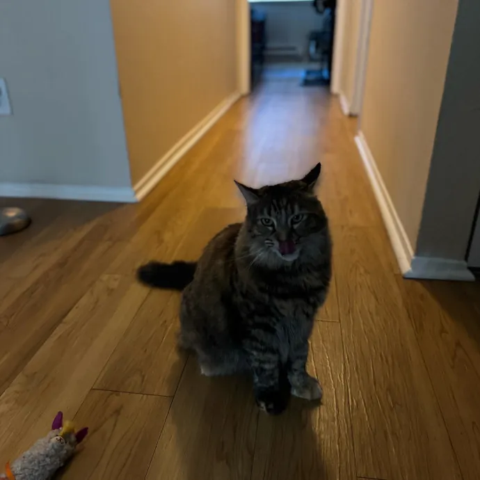 Your Cat's New Favorite Person