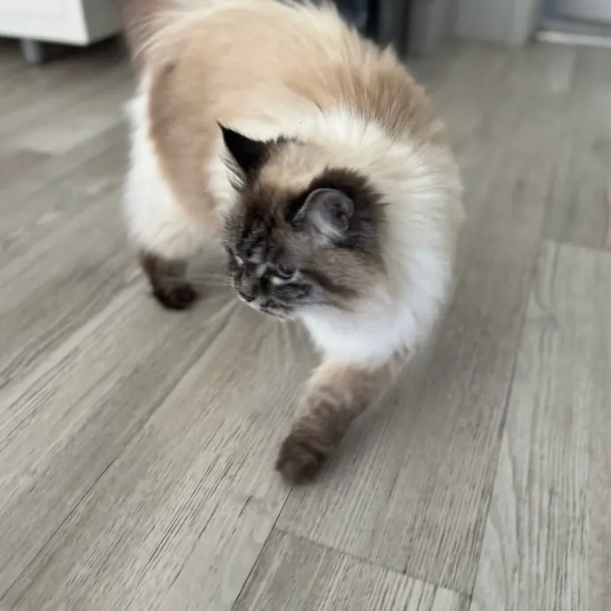 Your Cat's New Favorite Person