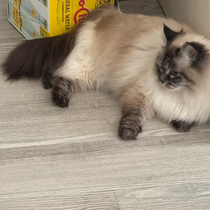 Your Cat's New Favorite Person