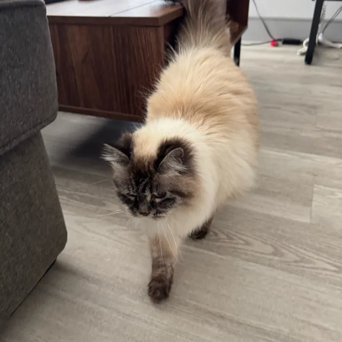 Your Cat's New Favorite Person