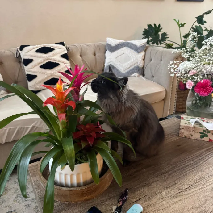 Your Cat's New Favorite Person