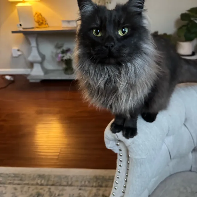 Your Cat's New Favorite Person