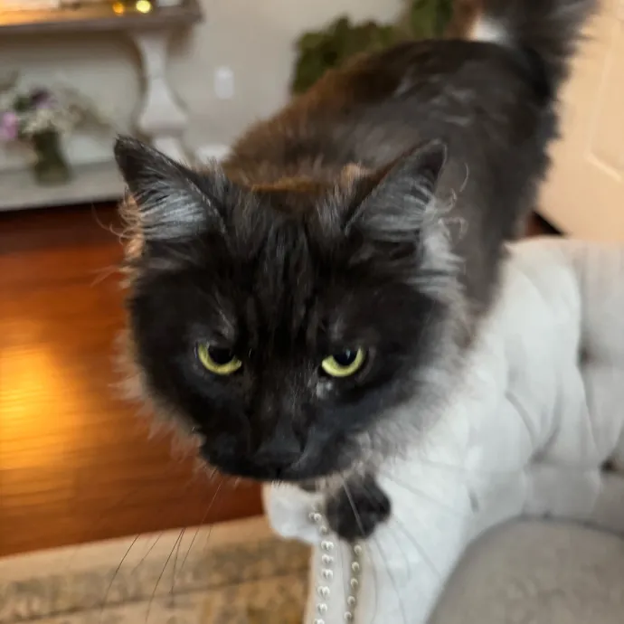 Your Cat's New Favorite Person