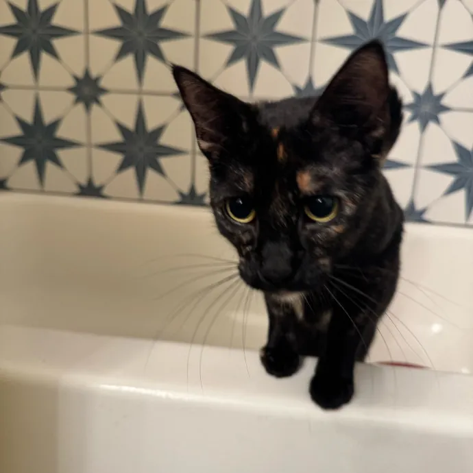 Your Cat's New Favorite Person